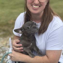 French Bulldog Puppies from Southern Class Frenchies
