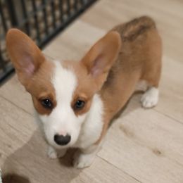 Pearl - White and red female Pembroke Welsh Corgi puppy in Wildersville, Tennessee from Robbie's Hobby Corgi's
