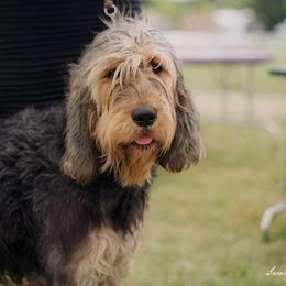 Otterhounds from Four Pillars Otterhounds