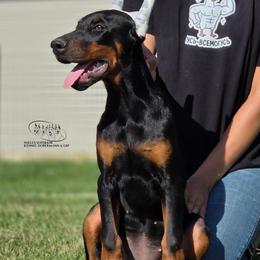 Mako - Black and rust female Doberman Pinscher puppy in China Township, Michigan from Snell's Superior Kennel Dobermann & GSP