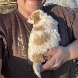 Goldie - Cream female Aussiedoodle puppy in Hopkins, Missouri from Mowry Creek Mini Aussiedoodles and More
