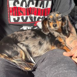 Venom - Dachshund