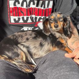 Venom - Dachshund