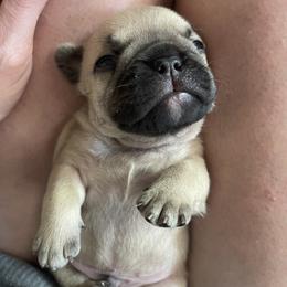French Bulldog Puppies from Orderofthebulldogs, LLC
