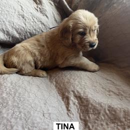 Girl 3 - Dark golden female Golden Retriever puppy in Berea, Kentucky from Lucky Golden Ranch