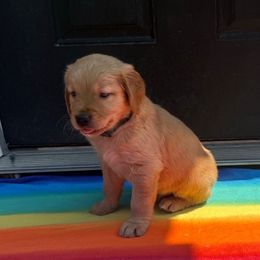 Buddy - Golden male Golden Retriever puppy in Wind Gap, Pennsylvania from Supreme Goldens