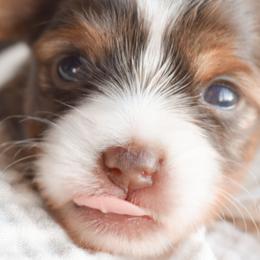 Biewer Terriers and Yorkshire Terriers from Skyridge Puppies