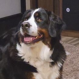 Harlow - Bernese Mountain Dog