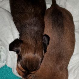 Dachshund Puppies from J-Lyn