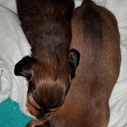 Dachshund Puppies from J-Lyn