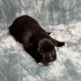 Raven - Black tri-color female Australian Shepherd puppy in Oxford, Florida from SoCo Aussies