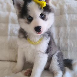 Pomskies from My Pomsky Palace