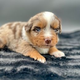 Boy 1 - Miniature Australian Shepherd puppy in Buchanan, Georgia from Stanleyville Farm Mini Aussies