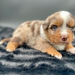 Boy 1 - Miniature Australian Shepherd puppy in Buchanan, Georgia from Stanleyville Farm Mini Aussies
