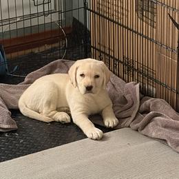 Gray - Yellow female Labrador Retriever puppy in Moreno Valley, California from Holly and Handsome