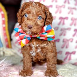 Slate - Red male Australian Labradoodle puppy in Decatur, Alabama from Southern Meadows Doodles