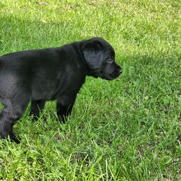 Labrador Retriever Puppies from Timberview Retrievers