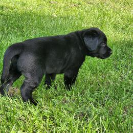 Labrador Retriever Puppies from Timberview Retrievers