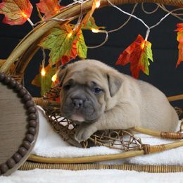 Orange collar - Blue fawn male American Bully puppy in Easton, Maryland from Night Court Bullies