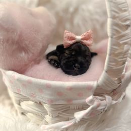 Miniature Schnauzer Puppies from Mt. View's Pretty Little Schnauzers