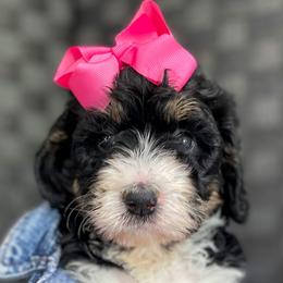 Scarlet Witch - Tri-color Bernedoodle puppy in Washougal, Washington from Sandy Creek Bernedoodles