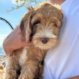 Sycamore Canyon's Salty - Caramel red male Australian Labradoodle puppy in Riverside, California from Sycamore Canyon Labradoodle