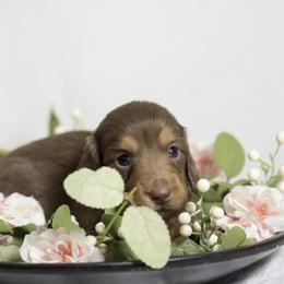 Dachshund Puppies from Saginaw Dachshunds