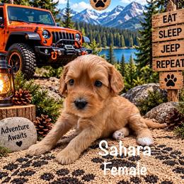 Sahara - Apricot female Australian Labradoodle puppy in Eastover, North Carolina from Joyful Hearts Australian Labradoodles