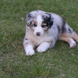 Miniature Australian Shepherd Puppies from Ridgestar Aussies