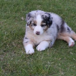Miniature Australian Shepherd Puppies from Ridgestar Aussies