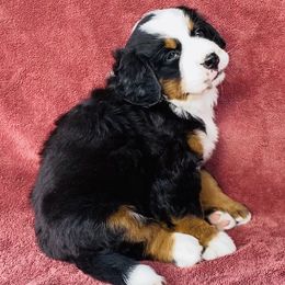 Girl 2 - Black rust and white female Bernese Mountain Dog puppy in Bristol, Tennessee from Holston Hollow Farm