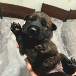 Rose (pink) - Black brindle female Dutch Shepherd puppy in Signal Mountain, Tennessee from Torgun Police Dogs