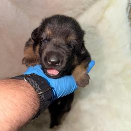 Girl 1 - Black and tan female German Shepherd puppy in Hollis Center, Maine from Noble German Shepherds of Maine