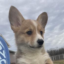 Boone - White and red male Pembroke Welsh Corgi puppy in Rolla, Missouri from Chapman Corgis