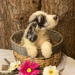 Aussiedoodles, Australian Shepherds, and Poodles from Feather Branch Farm and Kennel