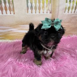 Presley - Liver and white female Shih Tzu puppy in Columbia, Kentucky from Lisa Bandy Shih Tzu