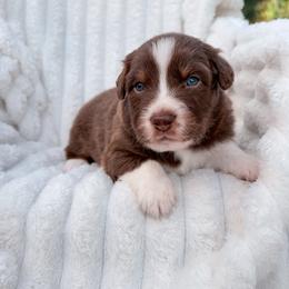 Bacon - Red tri-color male Australian Shepherd puppy in Fort Pierce, Florida from JS Aussies