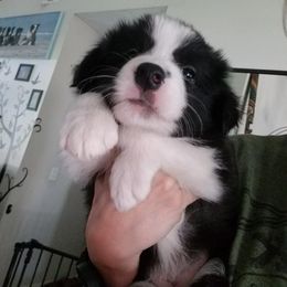 Border Collie Puppies from Overdrive Border Collies