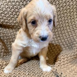 Goldie white star Girl 1 - Gold female Labradoodle puppy in Churchill County Fallon, Nevada from Card Family Ranch