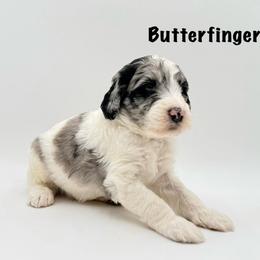 Butterfinger - Merle male Goldendoodle puppy in Milford, Pennsylvania from Doodles Are Golden