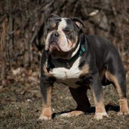 Olde English Bulldogges from Castle Drake Bulldogges
