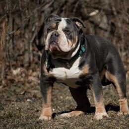 Olde English Bulldogges from Castle Drake Bulldogges