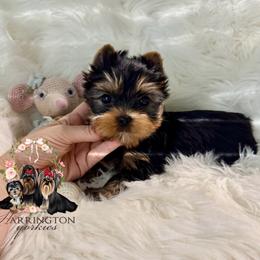 Toby 3500 - Blue and gold male Yorkshire Terrier puppy in Bloomingdale, Georgia from Harrington Yorkies