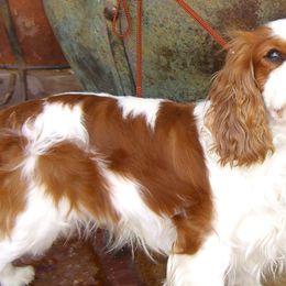 Cavalier King Charles Spaniels from Gillcrest Cavaliers