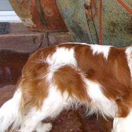 Cavalier King Charles Spaniels from Gillcrest Cavaliers