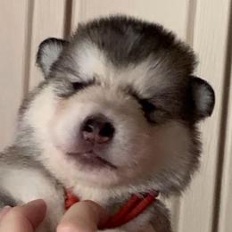 Margaret - Gray and white female Alaskan Malamute puppy in Palmyra, Michigan from Illusion Kennel