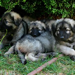 Shiloh Shepherd Puppies from Solace Shilohs