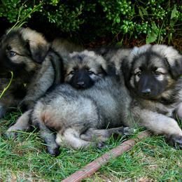 Shiloh Shepherd Puppies from Solace Shilohs