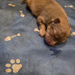 Yzma - Beaver sable female Pomeranian puppy in Chattanooga, Tennessee from Valley Poms