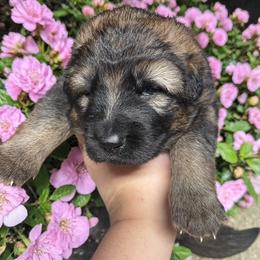 Jazz - Sable male German Shepherd puppy in Oakland, Oregon from VHM German Shepherds